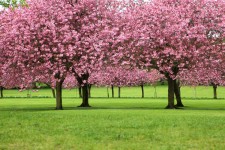 árboles de sakura