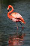 Flamingo vermelho