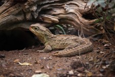 Galápagos lagarto