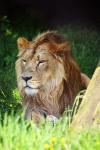 Lion mâle