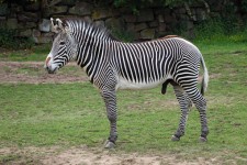Grévyho zebra