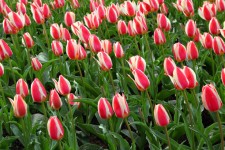 красные белые тюльпаны