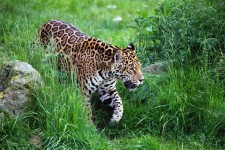 A piedi jaguar