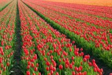 Campo de tulipa vermelha