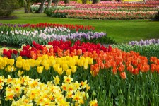 Canteiros de flores coloridas