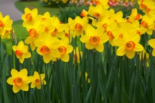 Narcis květiny