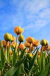 žluté tulipány a nebe