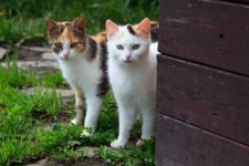 Zwei junge Katzen