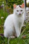 Chat blanc, assis