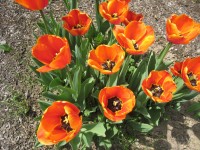 Orange tulipany