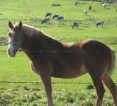 Beautiful maro horse