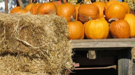Pumpkins And Straw