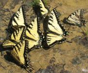 Farfalle potabile