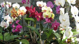 Multi color orchids