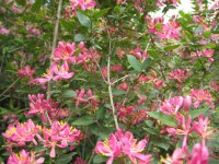 Pink kapryfolium