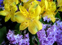 Flieder und peruanischen Lilies