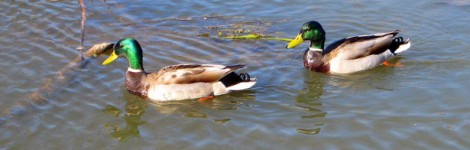 Hombre dos patos en el lago