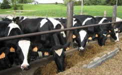 Vacas Feeding Time