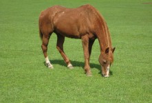 Koně v zelené pastva