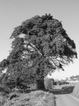 Starý strom