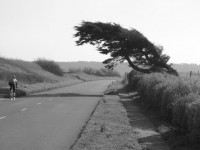 Baum auf Küste