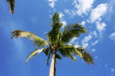 Palm Tree a zataženo