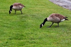 Geese Eating