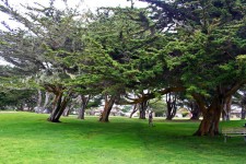 Grove stromů