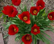 Tulipanes rojos