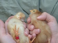 Baby Chickens