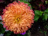 Anemone flower