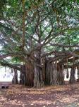 Banyan strom