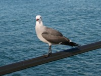 Seagull empoleirada no píer railing