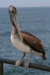 Pelican alza sobre un muelle baranda