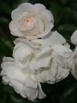 Cluster de rosas brancas