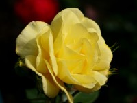 Yellow rose iluminado