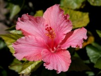 La flor de hibisco rosado