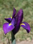 Iris bíborvörös