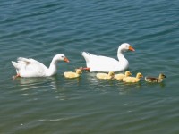 Famiglia di oche per una nuotata