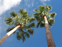 Талль вентилятор palms