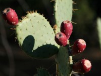Cactusvijg cactus