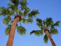 Талль вентилятор palms