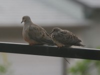 Doves on a cool, foggy morning
