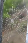 Spiderweb покрыты dew