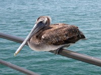 Pelican alza sobre un muelle baranda