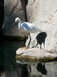Snowy Egret