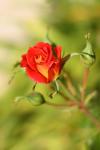 Piros és sárga rózsa bud