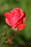 Pink rose bud