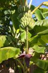 Banana árvore com frutos e flores