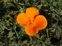 La amapola de California flor
